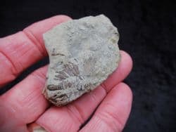 Dalmanites myops Tail from the Silurian