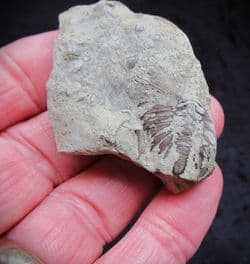 Dalmanites myops Tail from the Silurian