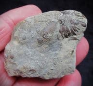 Dalmanites myops Tail from the Silurian