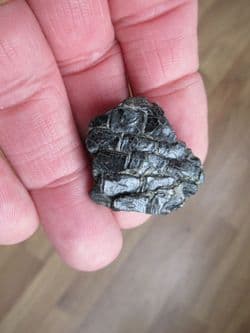 Dapedium scales both sides!