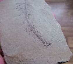Dawn  Redwood  Metasequoia occidentalis