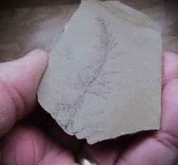 Dawn  Redwood  Metasequoia occidentalis