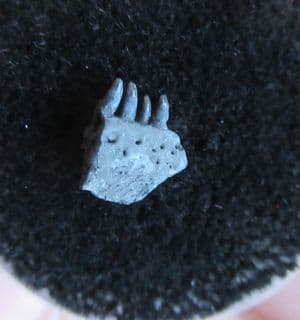 Delorhynchus Permian Parareptile jaw