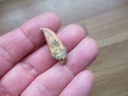 Deningers Bear Incisor tooth