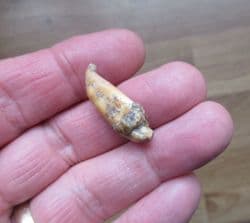 Deningers Bear Incisor tooth