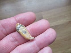 Deningers Bear Incisor tooth