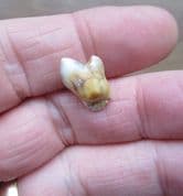 Deningers Bear Incisor tooth