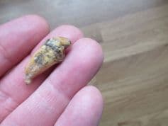 Deningers Bear Incisor tooth