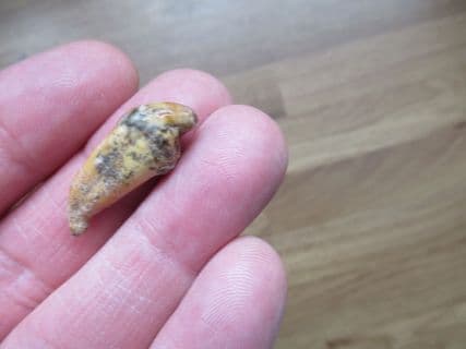 Deningers Bear Incisor tooth