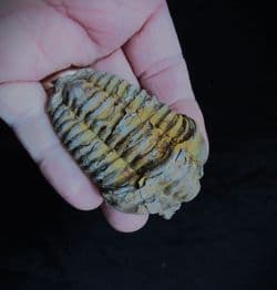 Diacalymene ouzregui (Destombes)