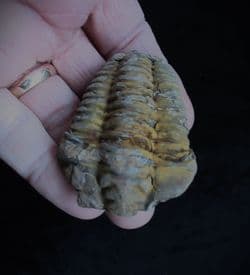 Diacalymene ouzregui (Destombes)