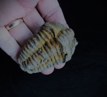 Diacalymene ouzregui (Destombes)