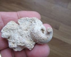 Diceras arietum 