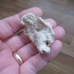 Diceras arietum 