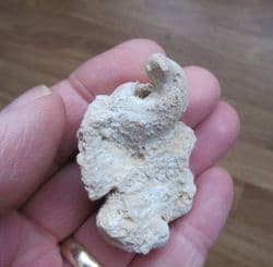 Diceras arietum 