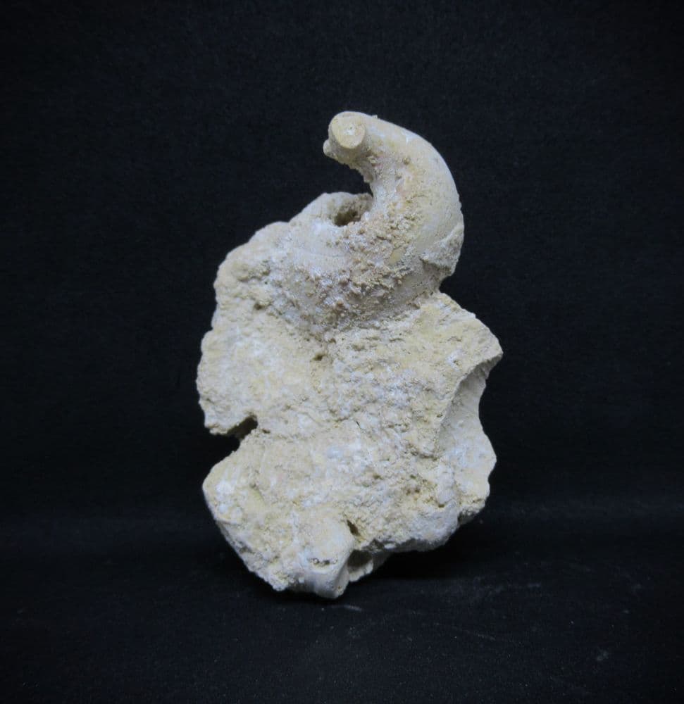 Diceras arietum 