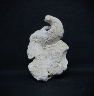 Diceras arietum