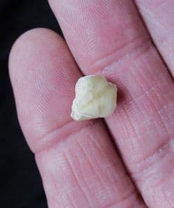 Dictothyris coarctata (Parkinson 1811)