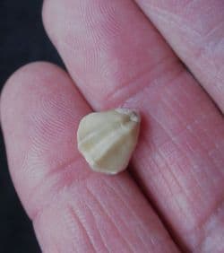 Dictothyris coarctata (Parkinson 1811)