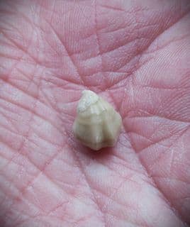 Dictothyris coarctata (Parkinson 1811)