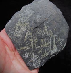 Didymograptus murchisoni 