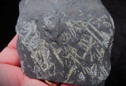 Didymograptus murchisoni 