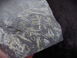 Didymograptus murchisoni 