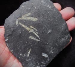 Didymograptus murchisoni 