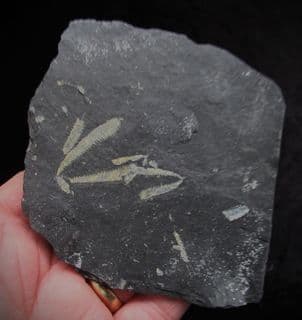 Didymograptus murchisoni 