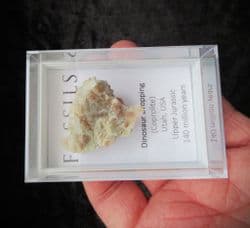 Dinosaur  coprolite