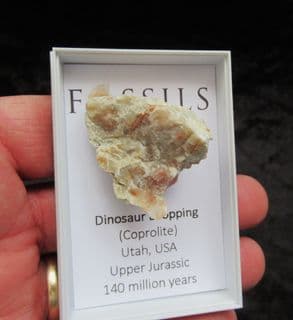 Dinosaur coprolite