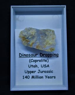 Dinosaur coprolite