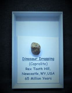 Dinosaur dropping from rex tooth Hill!