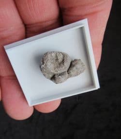 Dinosaur Sauropod Coprolite from the Morrison formation