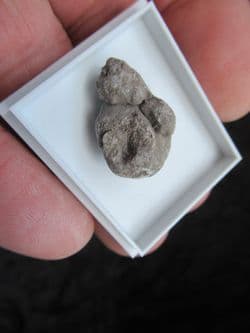 Dinosaur Sauropod Coprolite from the Morrison formation