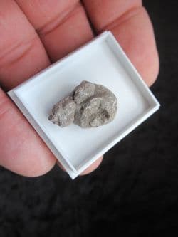 Dinosaur Sauropod Coprolite from the Morrison formation