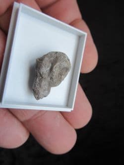 Dinosaur Sauropod Coprolite from the Morrison formation