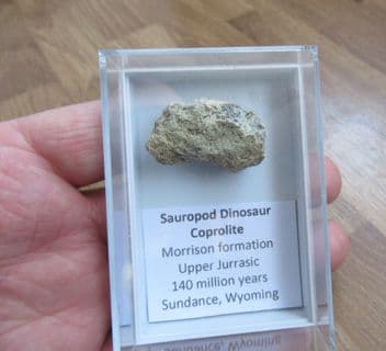 Dinosaur Sauropod Coprolite from the Morrison formation