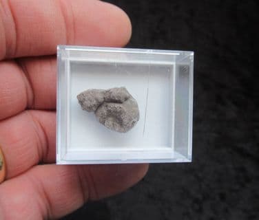 Dinosaur Sauropod Coprolite from the Morrison formation