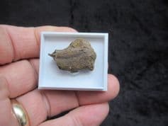 Dinosaur Skull bone from Montana