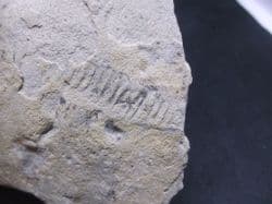 Diplocraterion equilibrium fossil