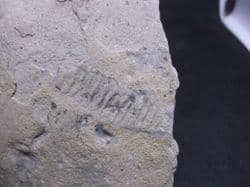 Diplocraterion equilibrium fossil