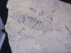 Diplocraterion equilibrium fossil