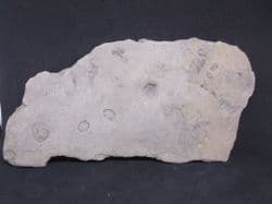 Diplocraterion equilibrium fossil