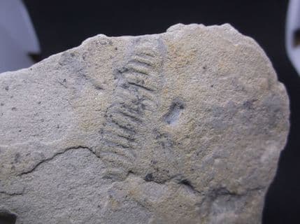 Diplocraterion equilibrium fossil