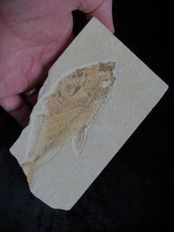 Diplomystus dentatus (Cope 1877)