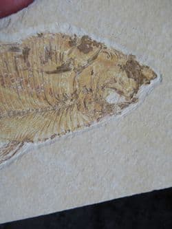 Diplomystus dentatus (Cope 1877)