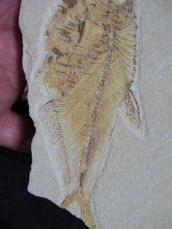 Diplomystus dentatus (Cope 1877)