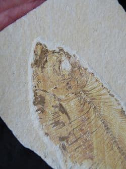 Diplomystus dentatus (Cope 1877)