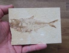 Diplomystus dentatus (Cope 1877)